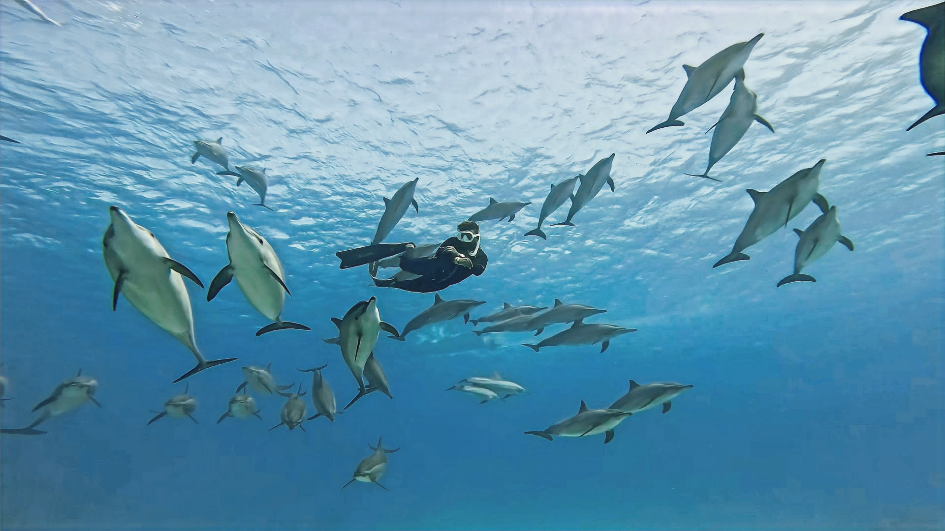 Dolphins at Sataya Reef