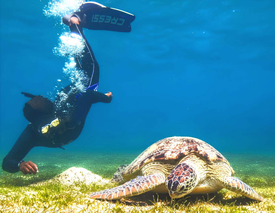 Instructor swimming with dolphins at Sataya Reef